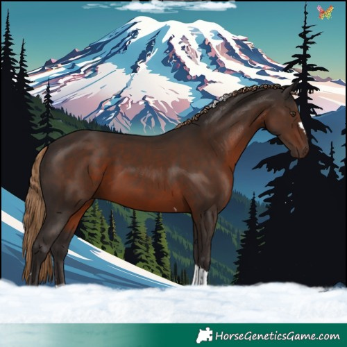 Horse Color:Liver Chestnut Tobiano 