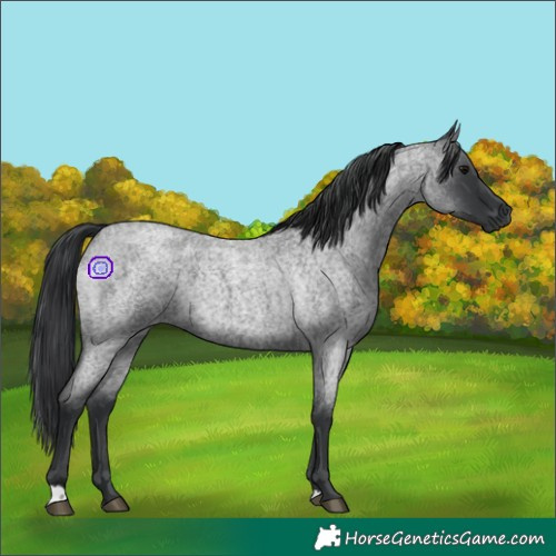 Horse Color:Blue Roan 