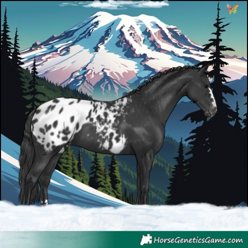 Horse Color:Black Blanket