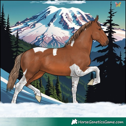 Horse Color:Chestnut Tobiano 