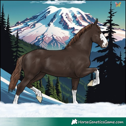 Horse Color:Liver Chestnut