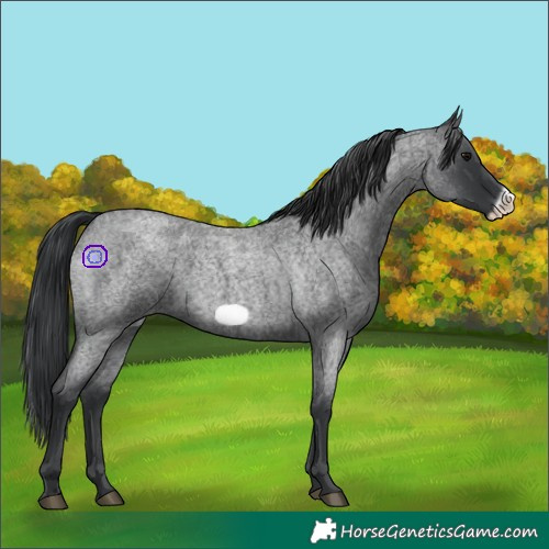 Horse Color:Blue Roan Frame