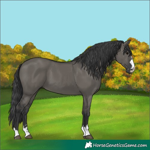Horse Color:Grullo 