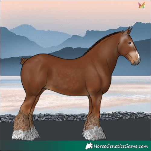Horse Color:Gray Chestnut 