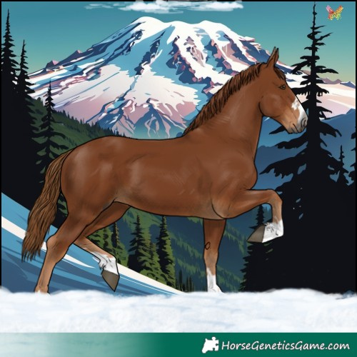 Horse Color:Gray Chestnut 