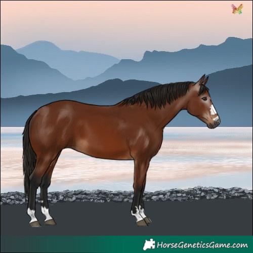 Horse Color:Gray Bay