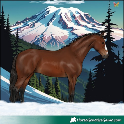 Horse Color:Gray Bay