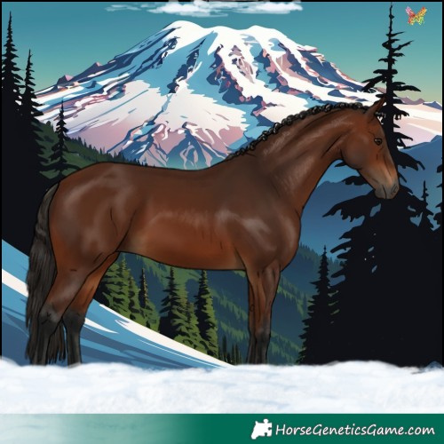 Horse Color:Gray Bay 