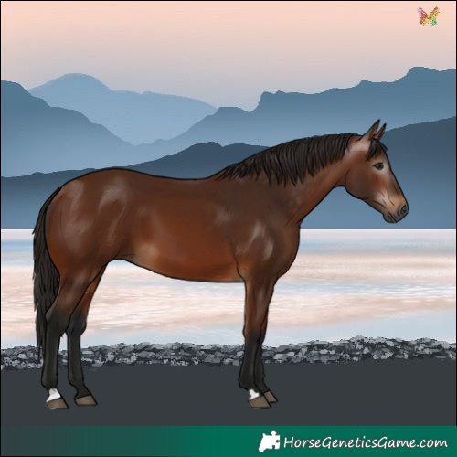 Horse Color:Gray Bay 