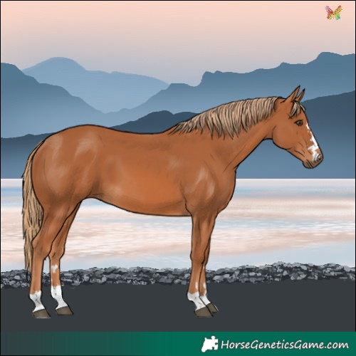 Horse Color:Chestnut 