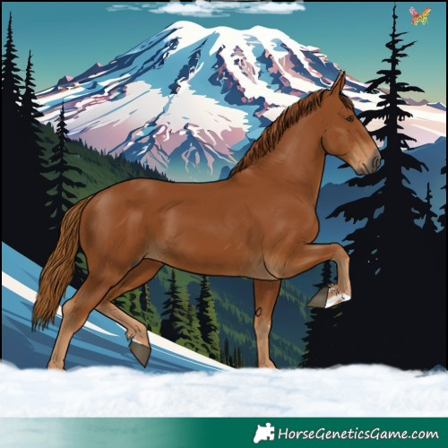 Horse Color:Gray Chestnut 