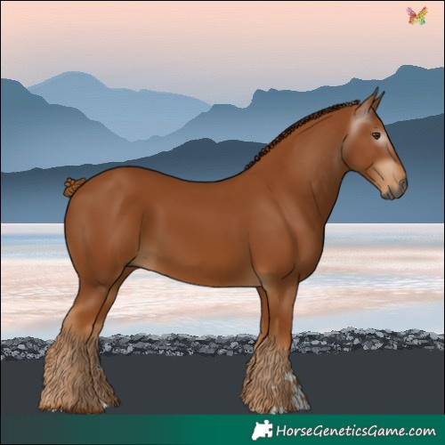 Horse Color:Gray Chestnut 