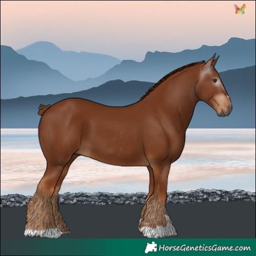 Horse Color:Gray Chestnut