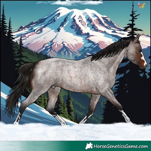 Horse Color:Gray Bay Roan