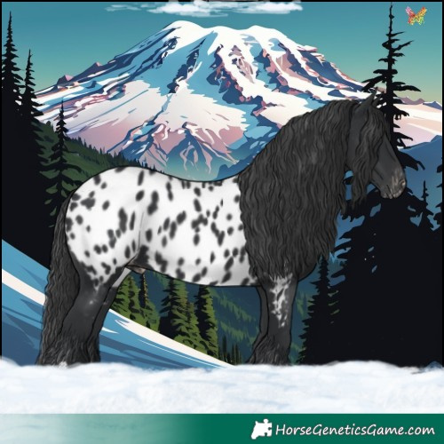 Horse Color:Black Near Leopard 