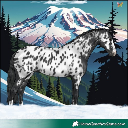 Horse Color:Black Appaloosa