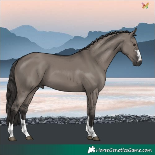 Horse Color:Smoky Grullo 