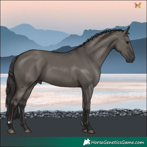 Horse Color:Smoky Grullo