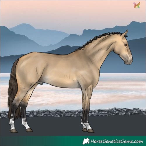 Horse Color:Buckskin Dun