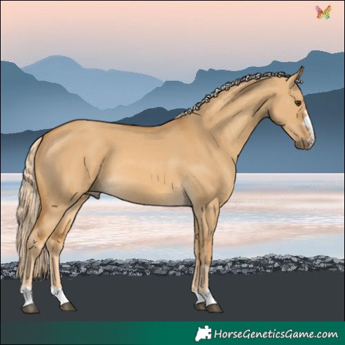 Horse Color:Palomino Dun 