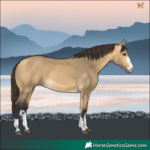 Horse Color:Buckskin Dun