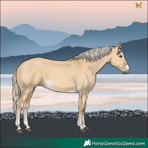 Horse Color:Palomino Dun