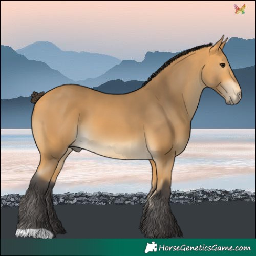 Horse Color:Buckskin
