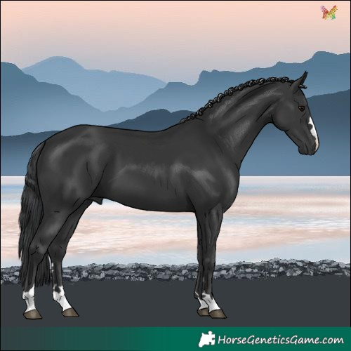 Horse Color:Black 