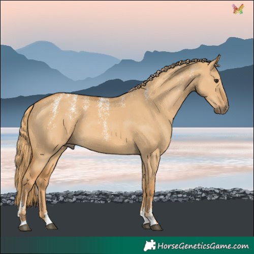 Horse Color:Powder White Red Dun