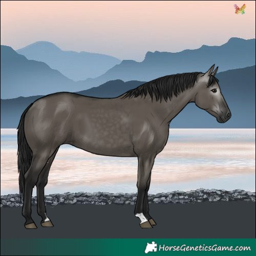 Horse Color:Gray Grullo 