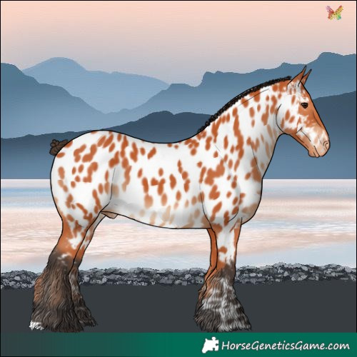 Horse Color:Bay Near Leopard