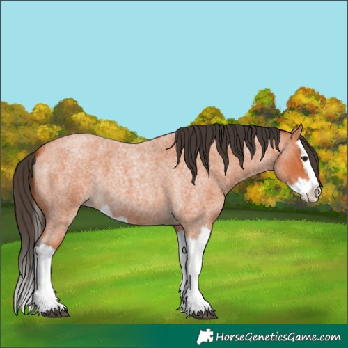 Horse Color:Bay Roan Splash