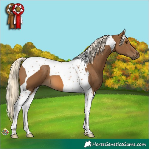 Horse Color:Chocolate Palomino Tobiano