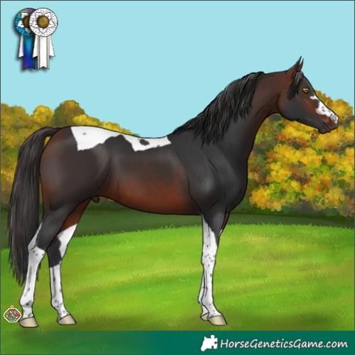 Horse Color:Bay Tobiano 