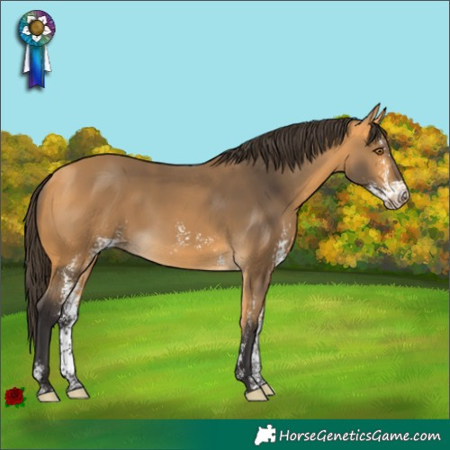 Horse Color:Buckskin Sabino