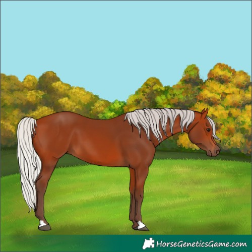 Horse Color:Silver Bay 