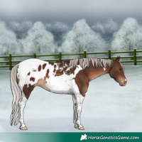Horse Color:Silver Brown Tobiano Blanket