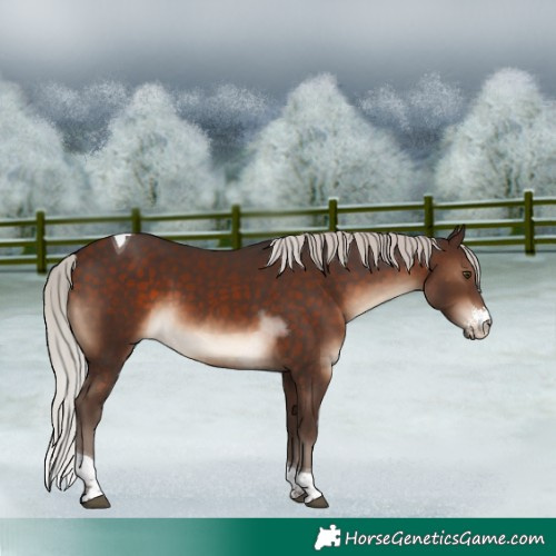 Horse Color:Silver Brown Sabino Tobiano Rabicano