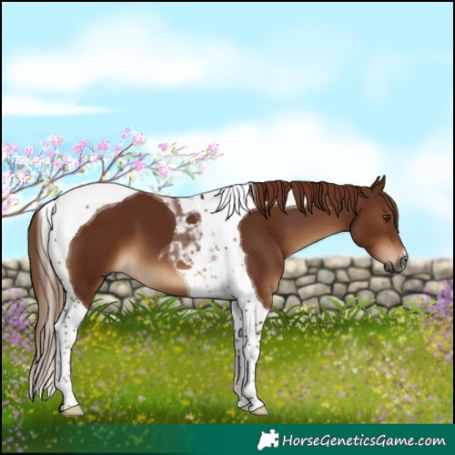 Horse Color:Gray Chestnut Tobiano