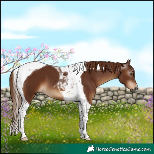 Horse Color:Gray Chestnut Tobiano 