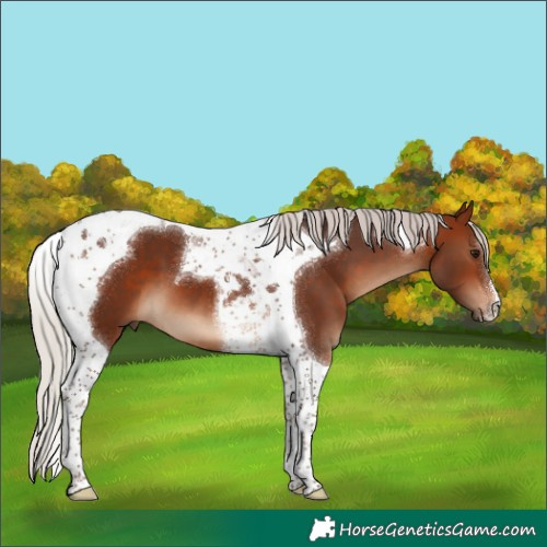 Horse Color:Silver Bay Tobiano