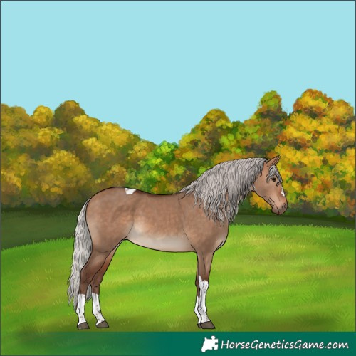 Horse Color:Silver Bay Dun Tobiano
