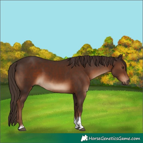 Horse Color:Liver Chestnut Tobiano