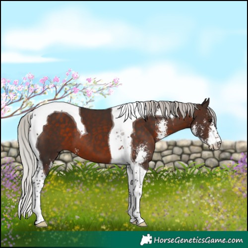 Horse Color:Silver Brown Sabino Tobiano