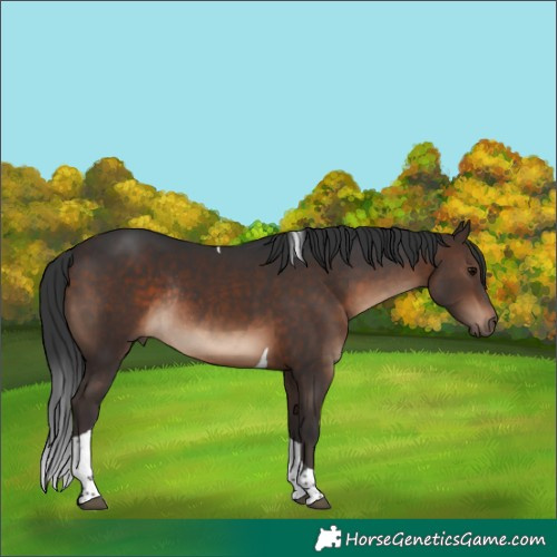 Horse Color:Brown Tobiano Rabicano 
