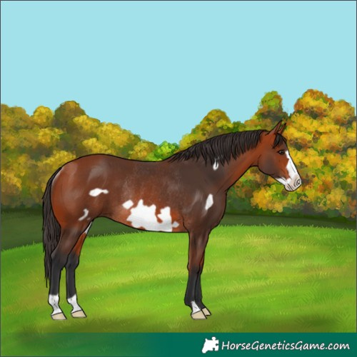 Horse Color:Bay Frame Rabicano 
