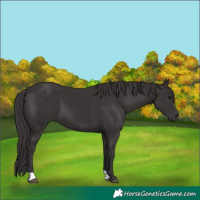 Horse Color:Smoky Black 