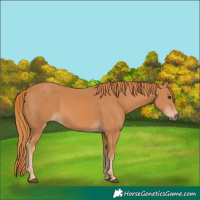 Horse Color:Chestnut 