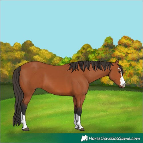 Horse Color:Bay 
