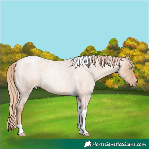 Horse Color:Gold Champagne Roan Pearl Tobiano 